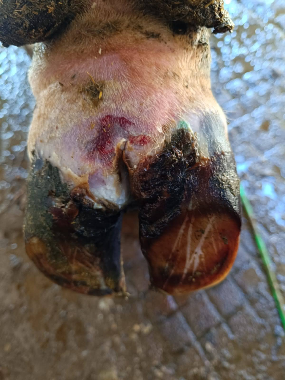 Tornak video thumbnail 2